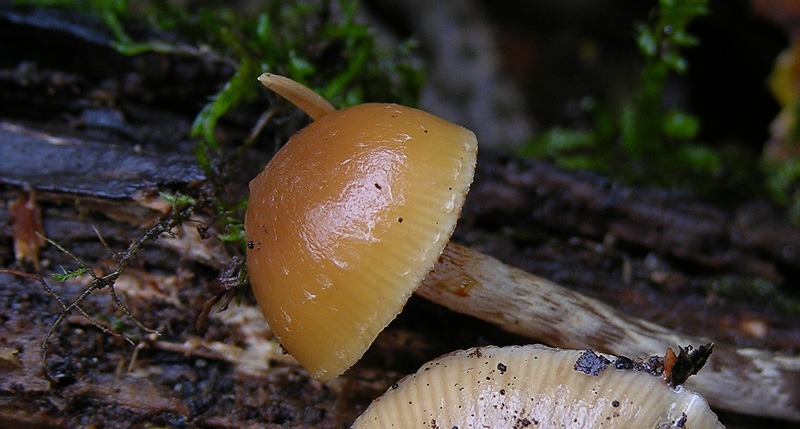Galerina da determinare n0046(2007)